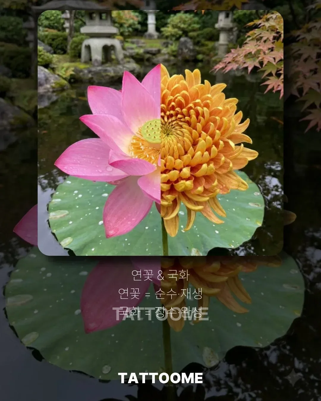 순수의 연꽃과 장수의 국화