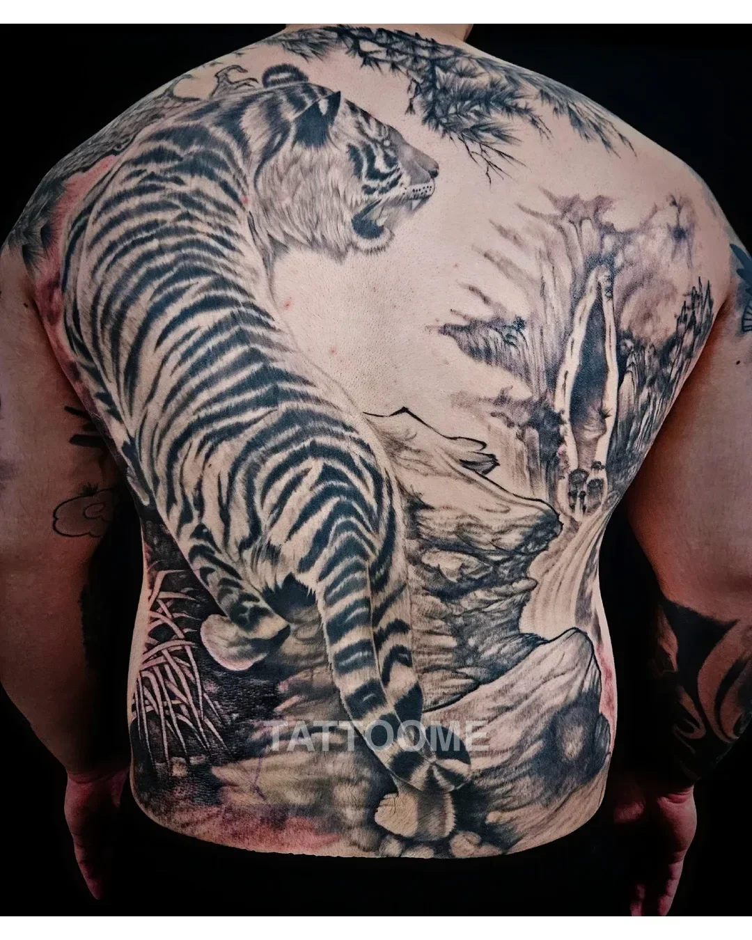블랙앤그레이 등판 호랑이 - _elletattoo_ 2