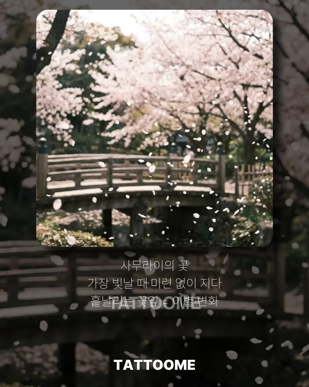 흩날리는 사쿠라 꽃잎과 사무라이의 의미